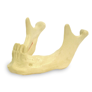 MANDÍBULA COM DENTES INCISIVOS E CANINOS - cód. 4008