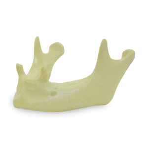 MANDÍBULA COM PRÉ-MOLARES - cód. 4011