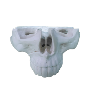 MAXILA COM CORTE LE FORT I - OSTEOTOMIA - cód. 10342 