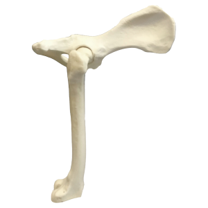FÊMUR DIREITO ESPONJOSO COM PÉLVIS- CÃO GRANDE PORTE - cód. 12244