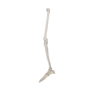 PERNA - ESQUERDA - cód. 1010 PC