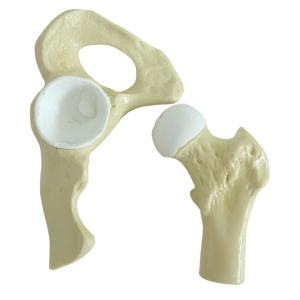 QUADRIL - SAUDÁVEL - cód. 9598-1