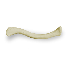 CLAVÍCULA - ESQUERDA - cód. 3023