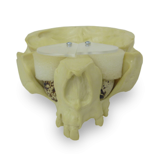 MAXILA COM ALGUNS DENTES ATIVO - cód. 4015-08