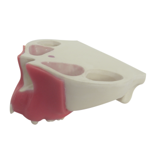 MAXILA COM ALGUNS DENTES + GENGIVA - cód. 4015G