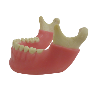 MANDÍBULA COM TODOS OS DENTES E GENGIVA + 3º MOLAR - cód. 4402 G-02