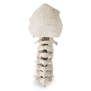 COLUNA CERVICAL COM OCCIPITAL - cód. 5002