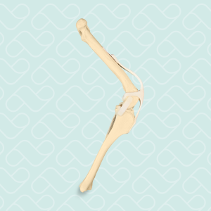 JOELHO ESQUERDO - CÃO GRANDE PORTE - cód. AV250 E