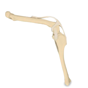 JOELHO ESQUERDO ESPONJOSO - CÃO GRANDE PORTE - cód. AV252 E