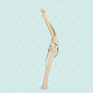 JOELHO DIREITO COM LUXAÇÃO PATELAR - CÃO GRANDE PORTE - cód. AV253D 