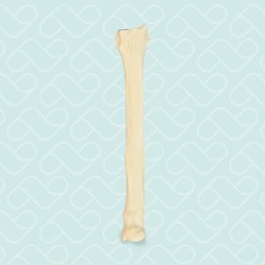 RÁDIO DIREITO - CÃO GRANDE PORTE - cód. AV310