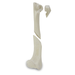 ÚMERO ESQUERDO COM CANAL MEDULAR E ESPONJOSO COM FRATURAS MÚLTIPLAS - CÃO GRANDE PORTE - cód. AV350ESPF1