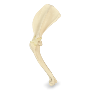 OMBRO DIREITO - CÃO GRANDE PORTE - cód. AV720