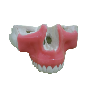 MAXILA  COM TODOS OS DENTES E GENGIVA COM LINHA GENGIVAL - cód. P 4016 GT